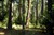 Nature_Forest.jpg